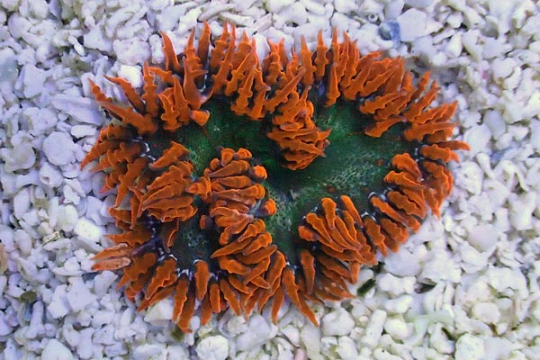 Anemone Epicystis crucifer rouge S