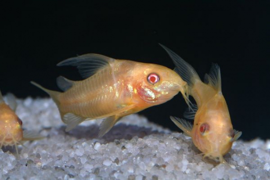 Corydoras paléatus doré - M