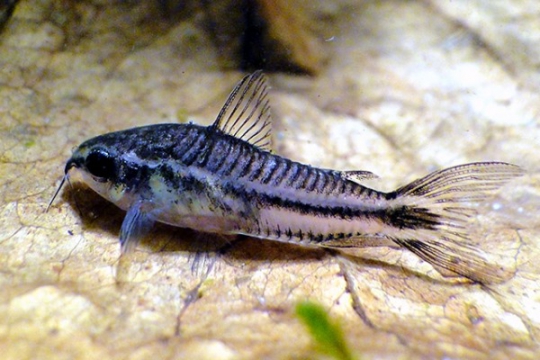 Corydoras pygmaeus élevage (nain)