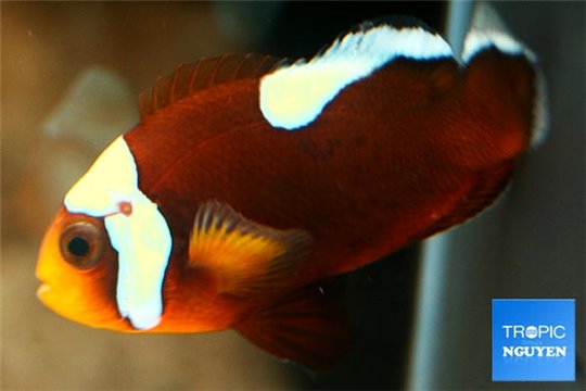 Amphiprion polymnus bred 4-6 cm