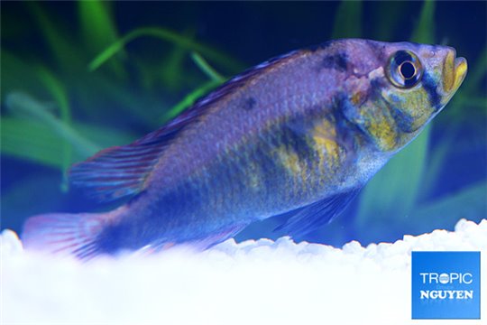 Haplochromis yellow belly 5-6 cm