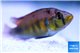 Haplochromis yellow belly 5-6 cm