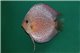 Discus Stendker Leopard Snake skin 6,5 cm