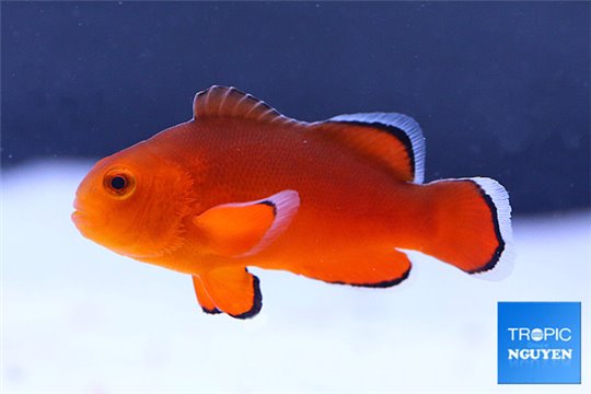 Amphiprion ocellaris naked élevage 4-5 cm