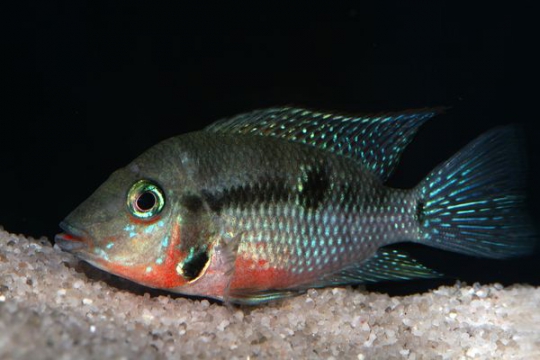 Thorichthys meeki - 8-10.