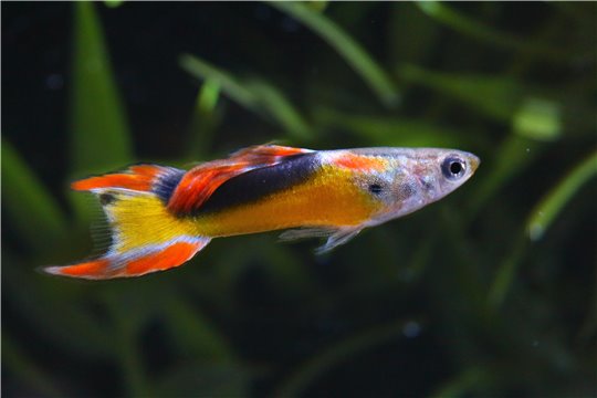 Guppy mâle endler golden jet 1-2 cm