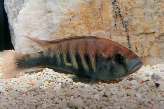 Haplochromis nyererei ruti island - 4-5.