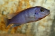 Labidochromis hongi red top - 6-8.