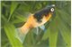 Platy bumble bee 3 - 3,5 cm