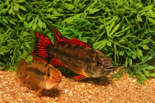 Apisto. Cacatuoides le couple 3-4 cm