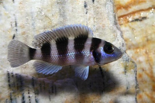 Neolamprologus tetrocephalus 5-6 cm