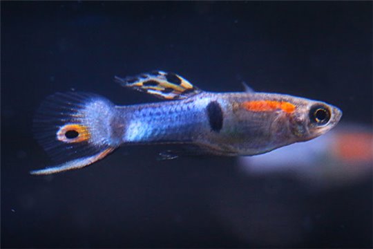 Guppy mâle endler Japan blue 1-2 cm