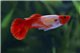 Guppy koi mâle 1-2 cm