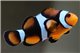 Amphiprion percula full black élevage 4-5 cm