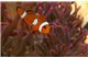 Amphiprion Ocellaris misbar elevage 3-3,5