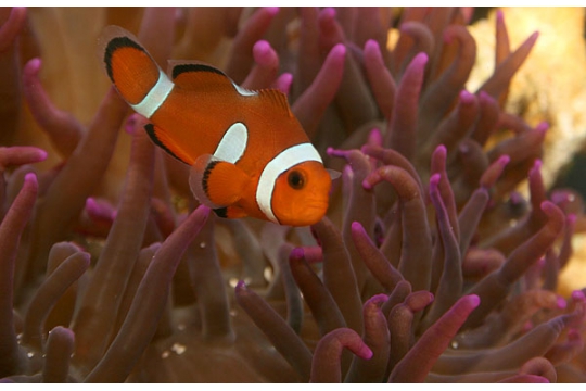 Amphiprion Ocellaris misbar elevage 3-3,5