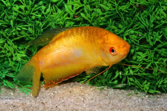 Gourami doré (Tricho. trichopterus) - M