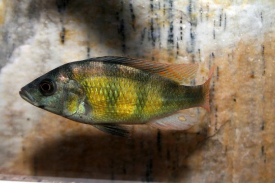 Haplochromis CH44 - 6-8.